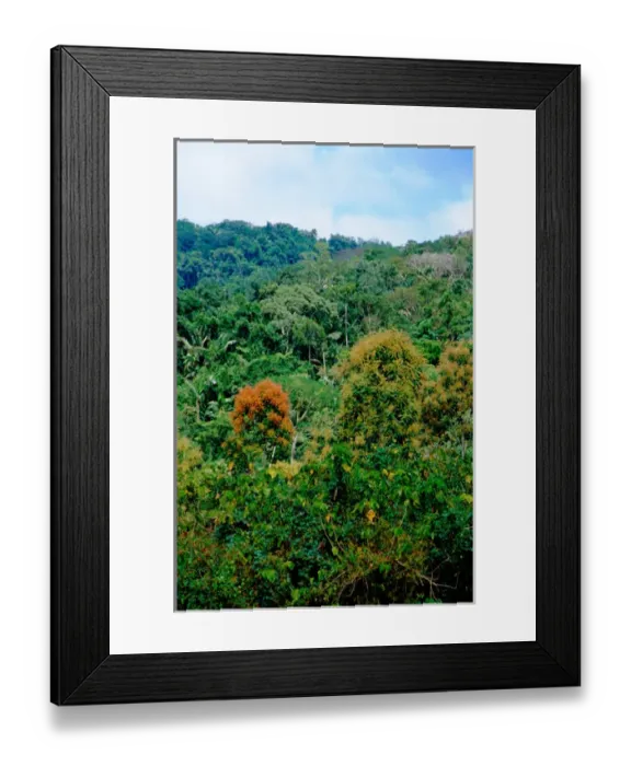 Framed Print : Central America, Panama, Darien Province, Darien National Park, Cana. UNESCO World Heritage Site Framed Print : Central America, Panama, Darien Province, Darien National Park, Cana. UNESCO World Heritage Site