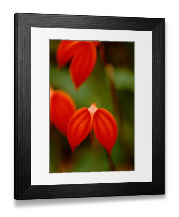 Framed Print : Central America, Panama, Chiriqui Province, Boquete, Finca Dracula. World famous orchid farm Framed Print : Central America, Panama, Chiriqui Province, Boquete, Finca Dracula. World famous orchid farm