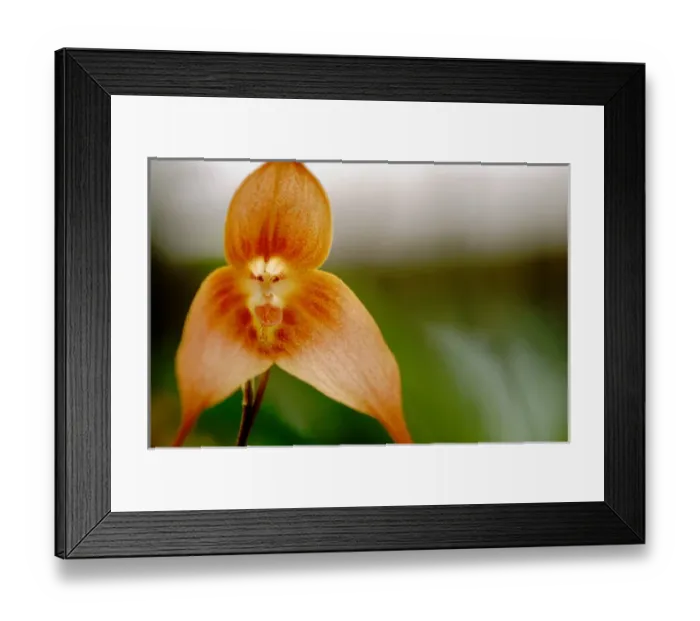 Framed Print : Central America, Panama, Chiriqui Province, Boquete, Finca Dracula. World famous orchid farm Framed Print : Central America, Panama, Chiriqui Province, Boquete, Finca Dracula. World famous orchid farm