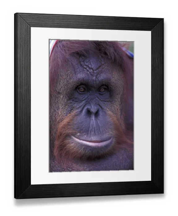 Framed Print : Borneo, Orangutan portrait (captive)