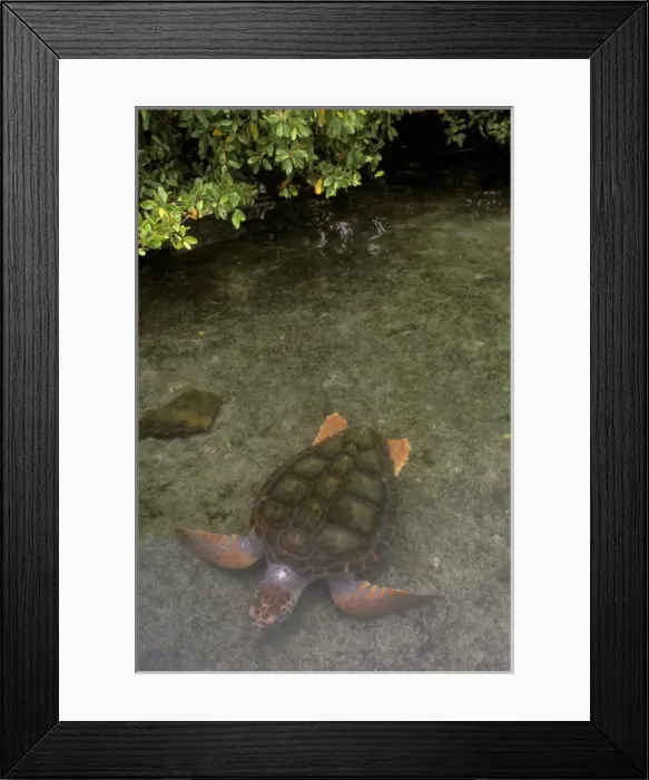 Framed Print : Central America, Panama, Bocas Del Torro Island. Green Turtle (Chelonia myches) Framed Print : Central America, Panama, Bocas Del Torro Island. Green Turtle (Chelonia myches)