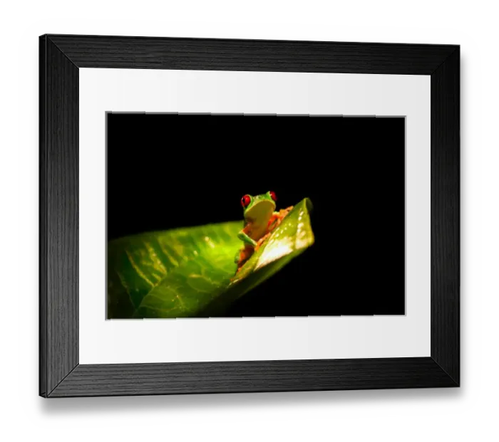 Framed Print : Red-eye tree frog, Panama Framed Print : Red-eye tree frog, Panama