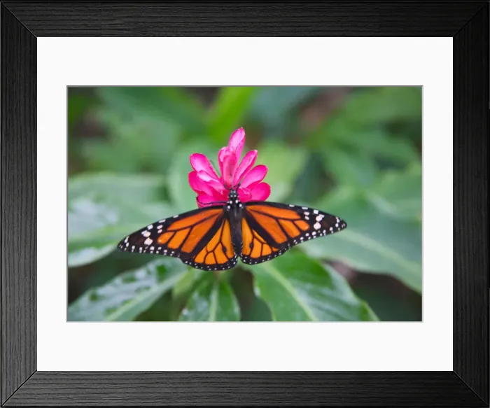 Framed Print : Yellow-patch Longwing (Heliconius clysonymus) on pink flower, Panama