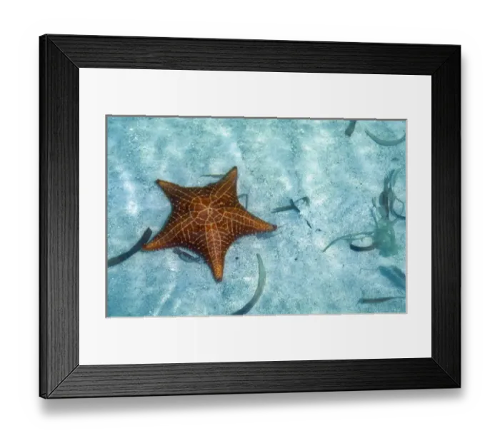 Framed Print : Central America, Panama, San Blas Archipelago. Starfish. The San Blas consists of