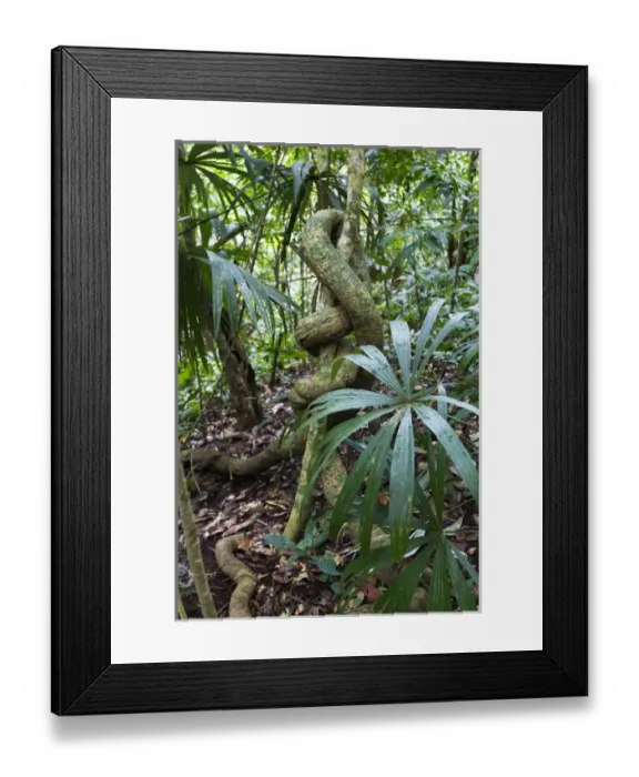 Framed Print : Goa Panama. THe rain forest in Panama