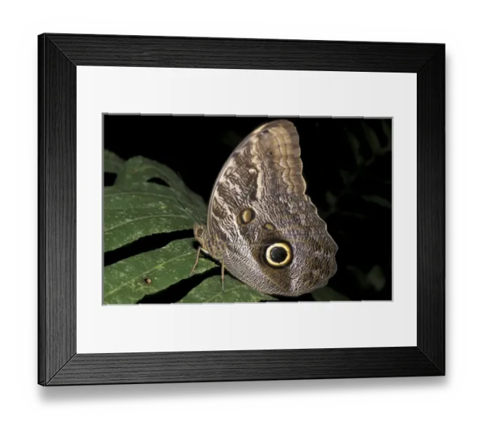 Framed Print : SA, Peru, Madre de Dios, P. N. Manu Owl butterfly (Morpho sp. ) Framed Print : SA, Peru, Madre de Dios, P. N. Manu Owl butterfly (Morpho sp. )