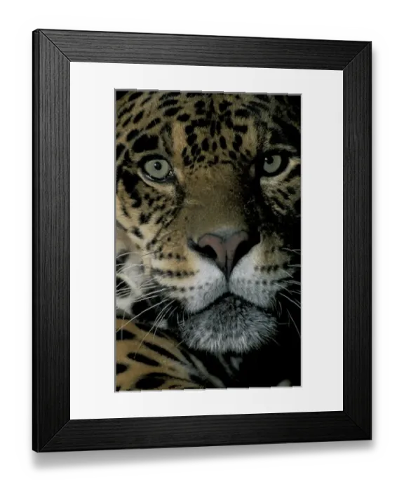 Framed Print : SA, Peru, Madre de Dios, P. N. Manu Jaguar (Panthera onca) Framed Print : SA, Peru, Madre de Dios, P. N. Manu Jaguar (Panthera onca)