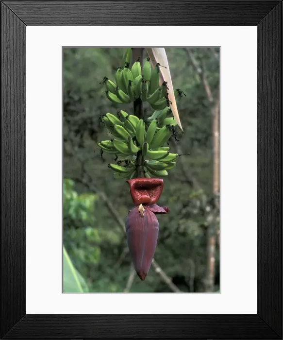 Framed Print : SA, Peru, Madre de Dios, P. N. Manu Banana flower