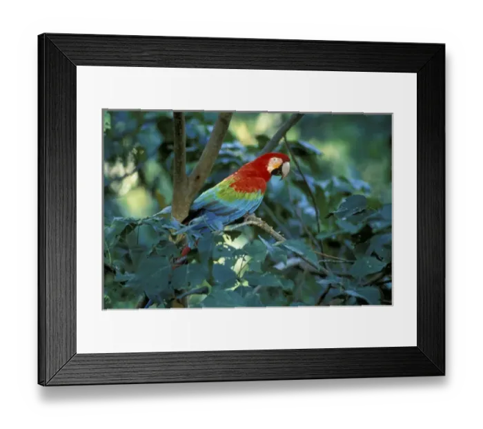 Framed Print : Peru, Amazon Region. Green winged Macaw along Tambopata River Framed Print : Peru, Amazon Region. Green winged Macaw along Tambopata River