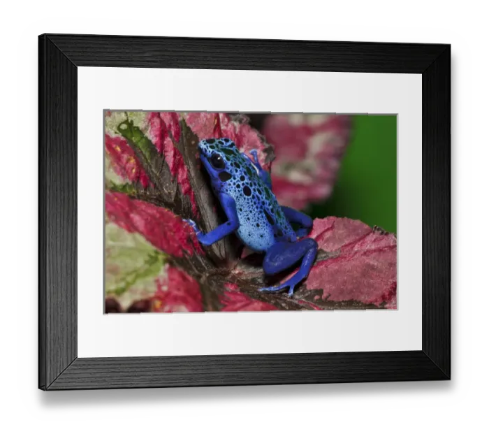 Framed Print : Dendrobates azureus or D. tinctorius recently, Surinam Framed Print : Dendrobates azureus or D. tinctorius recently, Surinam