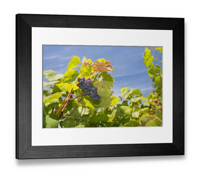 Framed Print : Uruguay, Montevideo, Colon area. Bodegas Carrau Winery, est. 1752. Winery vineyards Framed Print : Uruguay, Montevideo, Colon area. Bodegas Carrau Winery, est. 1752. Winery vineyards