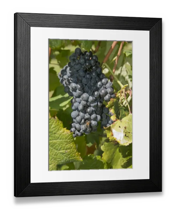 Framed Print : Uruguay, Montevideo, Colon area. Bodegas Carrau Winery, est. 1752. Winery vineyards Framed Print : Uruguay, Montevideo, Colon area. Bodegas Carrau Winery, est. 1752. Winery vineyards