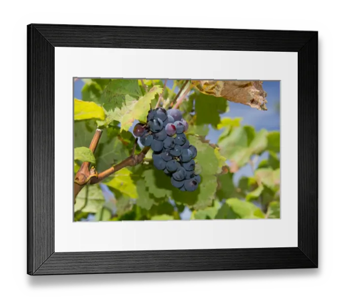 Framed Print : Uruguay, Montevideo, Colon area. Bodegas Carrau Winery, est. 1752. Winery vineyards Framed Print : Uruguay, Montevideo, Colon area. Bodegas Carrau Winery, est. 1752. Winery vineyards