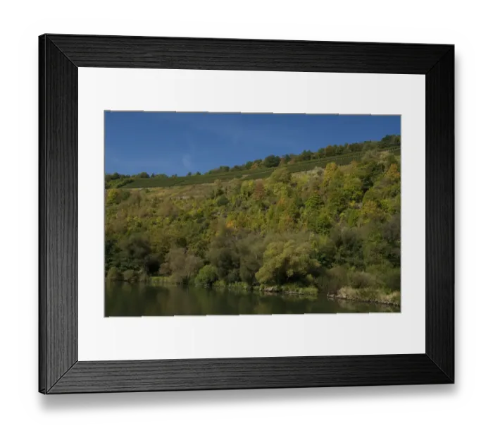 Framed Print : Germany, Franconia, Wertheim. Special hillside vineyards along the Main River for Framed Print : Germany, Franconia, Wertheim. Special hillside vineyards along the Main River for