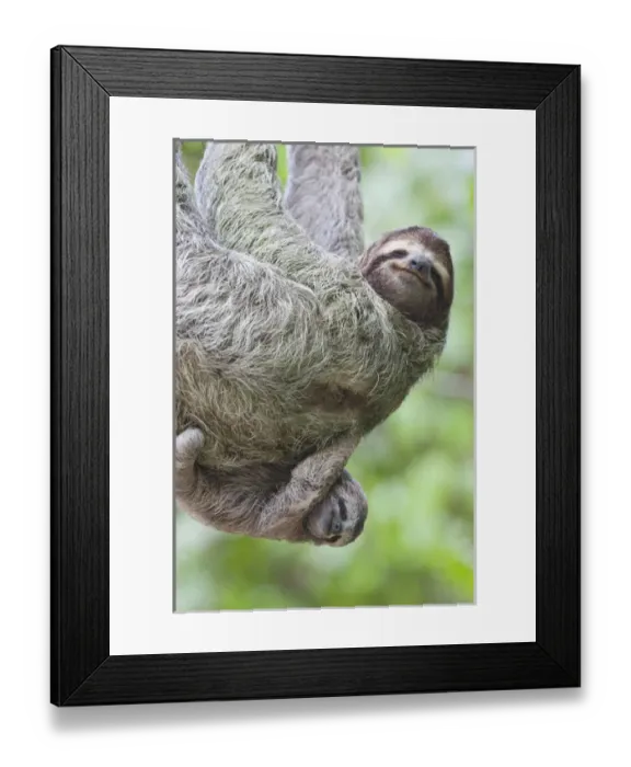 Framed Print : A Brown-throated Sloth (Bradypus variegatus) and her baby - Corcovado National Park Framed Print : A Brown-throated Sloth (Bradypus variegatus) and her baby - Corcovado National Park