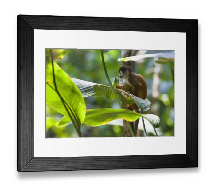 Framed Print : Endangered Black-crowned Central American Squirrel Monkey (Saimiri oerstedii oerstedii) Framed Print : Endangered Black-crowned Central American Squirrel Monkey (Saimiri oerstedii oerstedii)