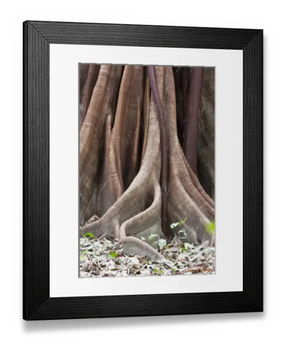 Framed Print : Buttress Root and trunk detail of a Ceiba Tree (Ceiba pentandra) in Corcovado National Park