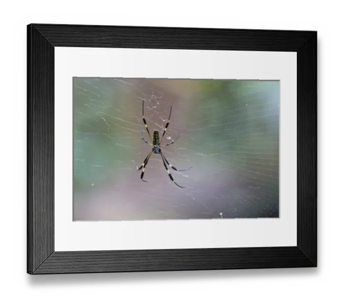 Framed Print : A large Golden Orb Weaver Spider (Nephila clavipes) rests on a web in the rainforest