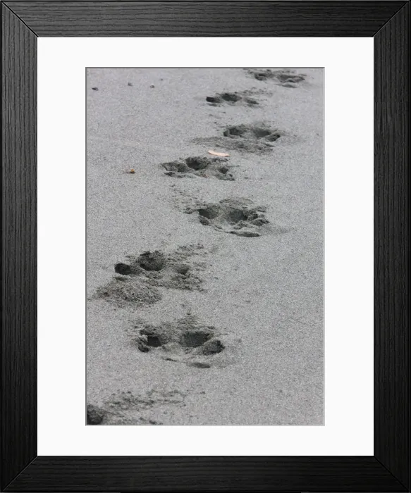 Framed Print : Bairds Tapir (Tapirus bairdii) tracks on the sandy beach of Corcovado National Park