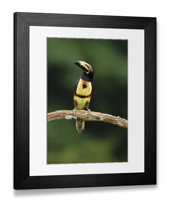 Framed Print : Costa Rica; Collared Aracari, Pteroglossus torquatus, perched on branch