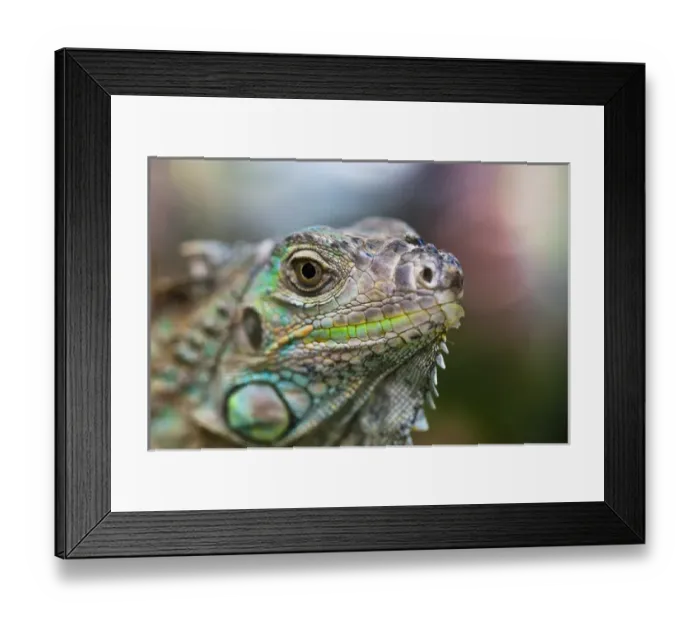 Framed Print : Profile of a Green Iguana (Iguana iguana) with colorful scales and facial detail Framed Print : Profile of a Green Iguana (Iguana iguana) with colorful scales and facial detail