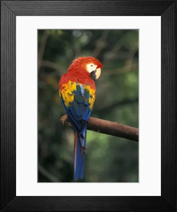 Framed Print : Costa Rica, Scarlet Macaw Framed Print : Costa Rica, Scarlet Macaw