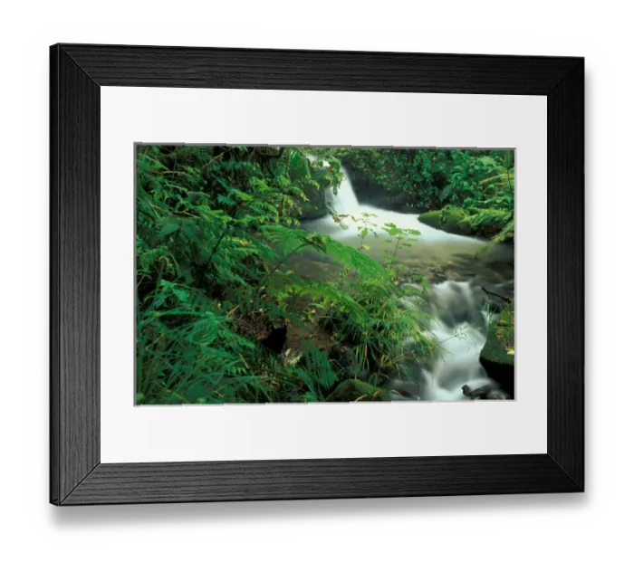 Framed Print : Costa Rica, Cloud Forest Stream Framed Print : Costa Rica, Cloud Forest Stream