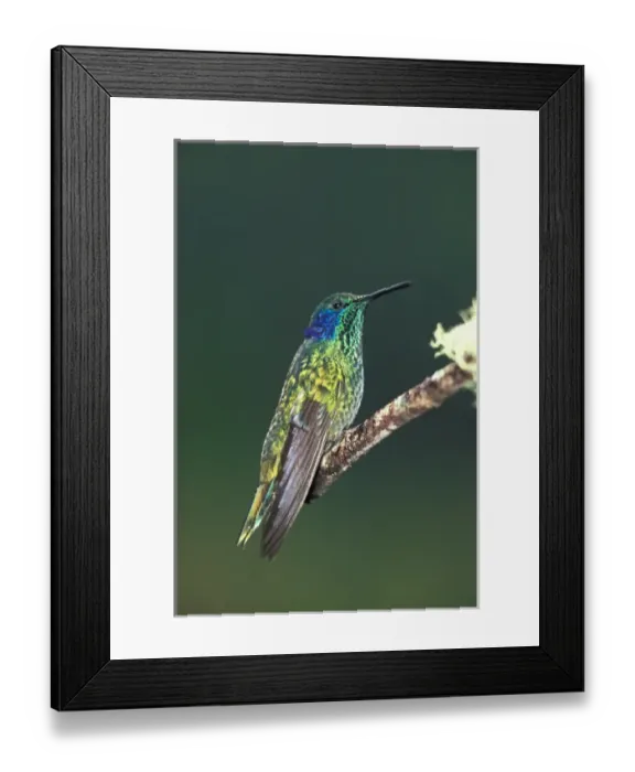 Framed Print : Costa Rica. Green Violet Ear Framed Print : Costa Rica. Green Violet Ear