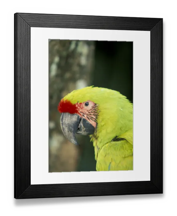 Framed Print : Central America, Costa Rica Ara Ambigua Great Green Macaw Framed Print : Central America, Costa Rica Ara Ambigua Great Green Macaw