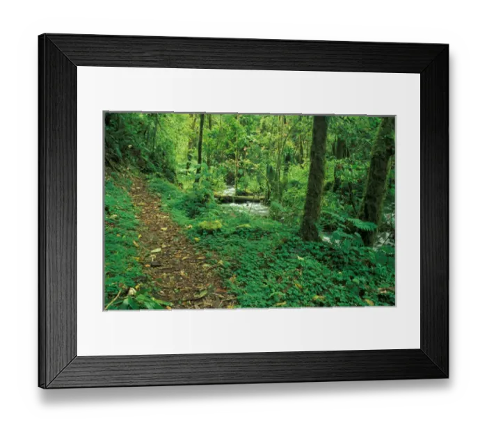 Framed Print : Costa Rica, Cloud Forest Trail Framed Print : Costa Rica, Cloud Forest Trail