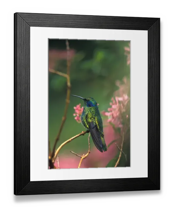 Framed Print : Costa Rica, Green Violet Ear, Colibri Thalassinus Framed Print : Costa Rica, Green Violet Ear, Colibri Thalassinus