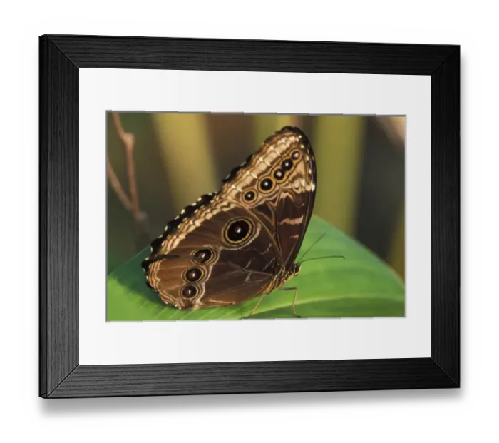 Framed Print : Central America, Costa Rica Butterfly Morpho Deidamia Framed Print : Central America, Costa Rica Butterfly Morpho Deidamia
