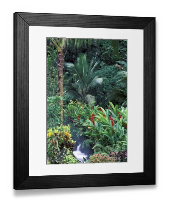 Framed Print : Central America, Costa Rica Monte Verde Cloud forest growth and stream