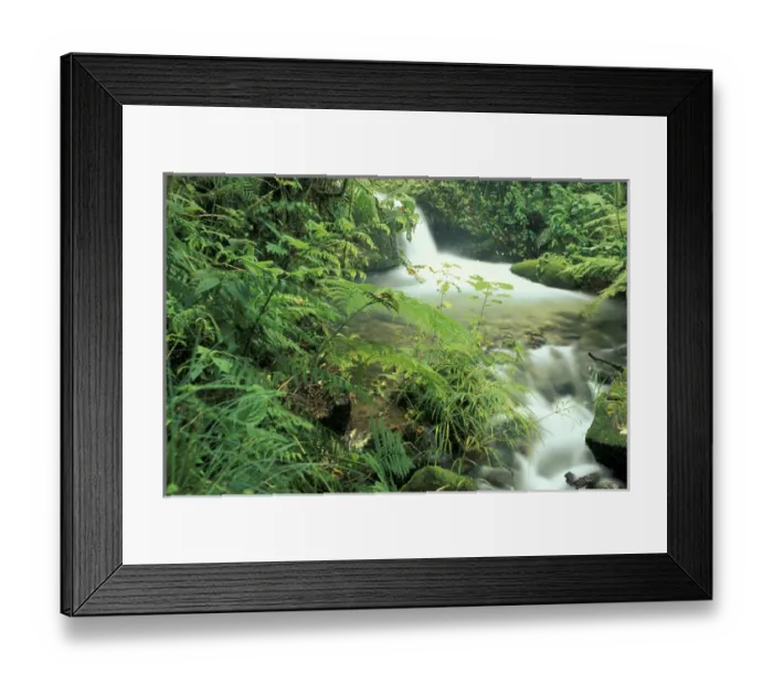 Framed Print : C. A. Costa Rica, Cloud Forest, Cloud Forest Stream Framed Print : C. A. Costa Rica, Cloud Forest, Cloud Forest Stream
