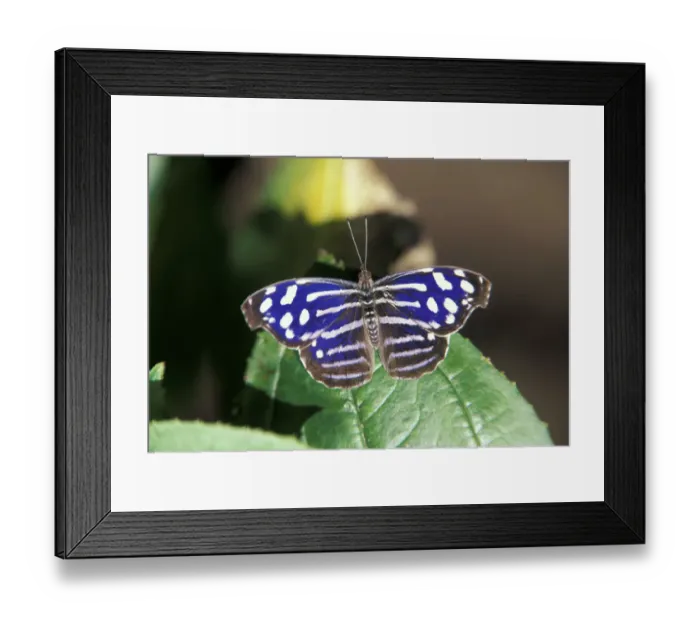 Framed Print : Central America, Costa Rica. Butterfly. Nymphalidae cyaniris Framed Print : Central America, Costa Rica. Butterfly. Nymphalidae cyaniris
