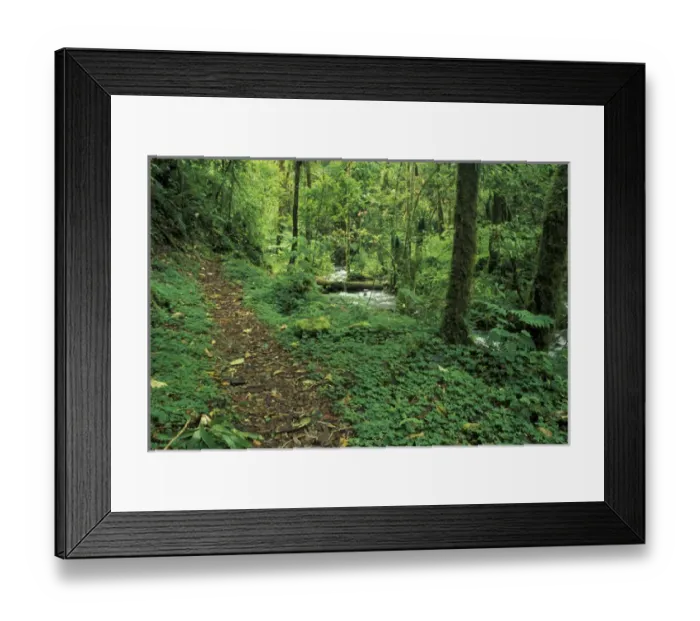 Framed Print : Central America, Costa Rica, Cloud Forest Trail