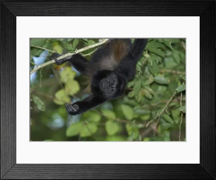 Framed Print : Mantled Howler Monkey, Tortuguero National Park, Costa Rica