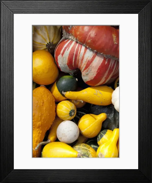 Framed Print : Germany, Bavaria, Passau. Open-air farmers market, colorful fall squash & gourds