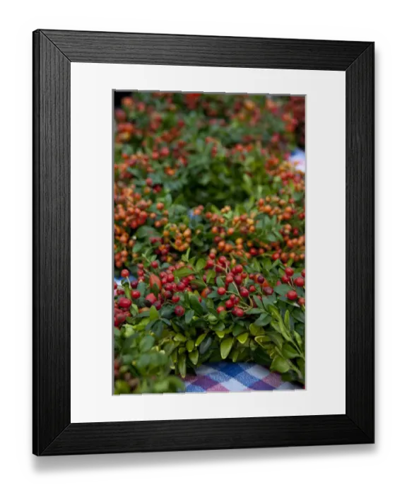 Framed Print : Germany, Bavaria, Passau. Open-air farmers market, green & berry wreaths Framed Print : Germany, Bavaria, Passau. Open-air farmers market, green & berry wreaths