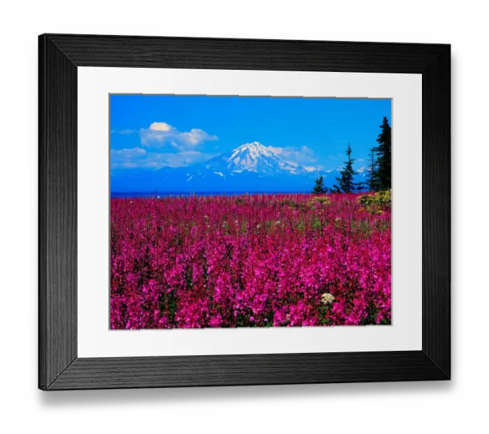 Framed Print : Mt. Redoubdt, Aleutian Range, Alaska from the Kenai Penninsula across a field of blooming Fireweed Framed Print : Mt. Redoubdt, Aleutian Range, Alaska from the Kenai Penninsula across a field of blooming Fireweed
