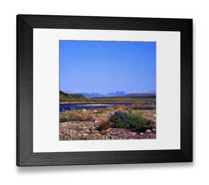 Framed Print : North America, USA, Alaska, Sadlerochit River and Franklin Mountains, Wildflowers Framed Print : North America, USA, Alaska, Sadlerochit River and Franklin Mountains, Wildflowers