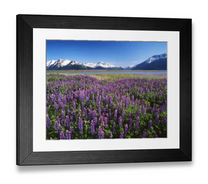 Framed Print : USA, Alaska, Kenai National Wildlife Refuge, Lupines in bloom and the Kenai Mountains