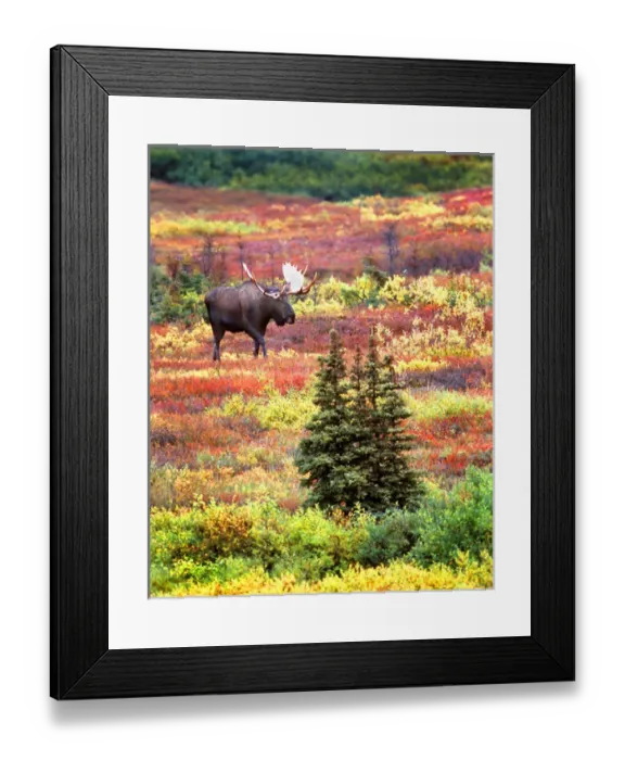 Framed Print : USA, Alaska, Denali National Park. Bull moose and autumn tundra in Denali National Park