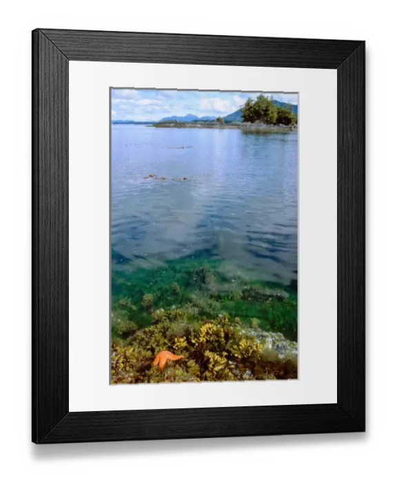 Framed Print : North America, United States, Alaska, Sitka, Sitka Sound. Rocky shores of Redoubt Bay, starfish Framed Print : North America, United States, Alaska, Sitka, Sitka Sound. Rocky shores of Redoubt Bay, starfish