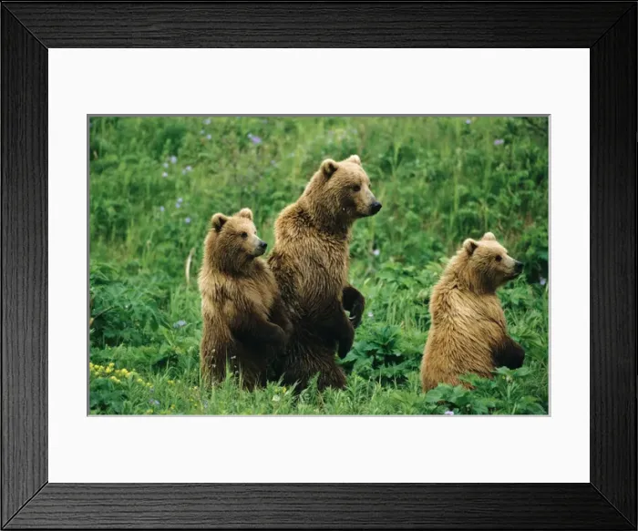 Framed Print : BE-909 Alaskan Brown Bear (Ursus arctos) sow with two large cubs stand to look