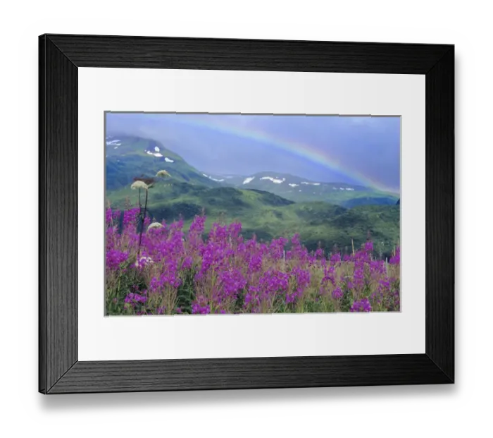 Framed Print : Fireweed & Rainbow, distant snow covered mountain, Kodiak National Wildlife Refuge Framed Print : Fireweed & Rainbow, distant snow covered mountain, Kodiak National Wildlife Refuge