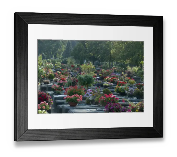 Framed Print : Germany, Bavaria, Nuremberg. Historic medieval cemetery famous for its thousands of roses Framed Print : Germany, Bavaria, Nuremberg. Historic medieval cemetery famous for its thousands of roses