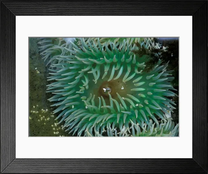 Framed Print : NA, USA, Alaska, Baranof Island, Sitka Sound, green sea anmone sits in a tide pool