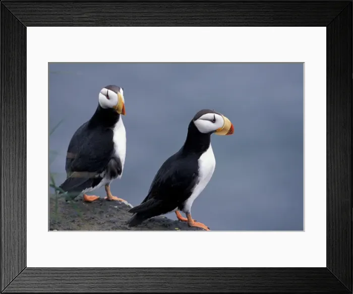 Framed Print : NA, USA, Alaska, Pribilofs, St. Paul Island, Bering Sea, Zapadni seabird colony Framed Print : NA, USA, Alaska, Pribilofs, St. Paul Island, Bering Sea, Zapadni seabird colony