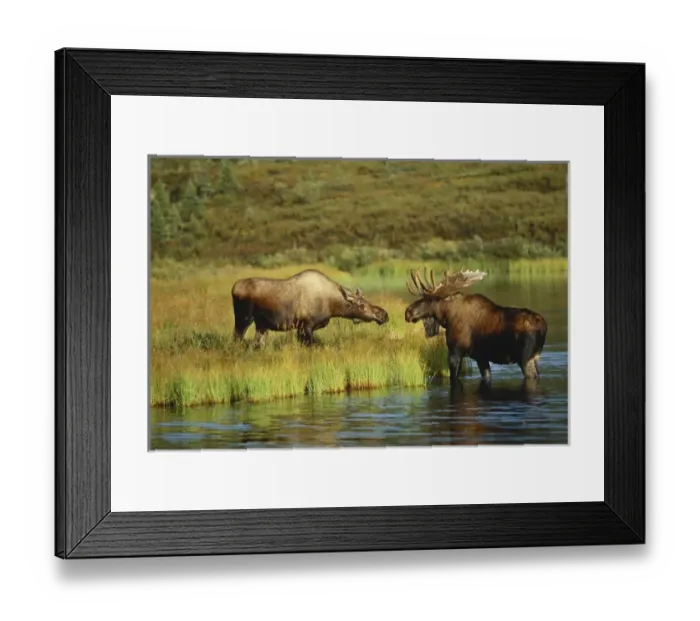 Framed Print : 06. USA, Alaska, Interior Alaska, Denali National Park Framed Print : 06. USA, Alaska, Interior Alaska, Denali National Park